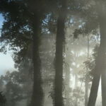 Lahad Datu: 3-Day Danum Valley Rainforest Adventure - An In-Depth Look at the 3-Day Danum Valley Adventure