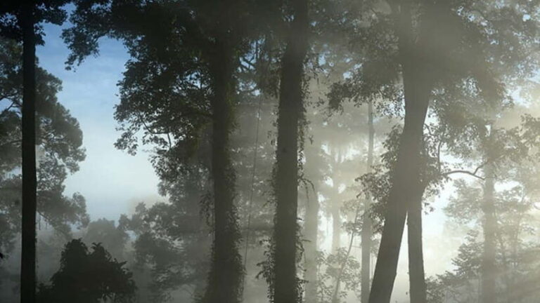 Lahad Datu: 3-Day Danum Valley Rainforest Adventure - An In-Depth Look at the 3-Day Danum Valley Adventure