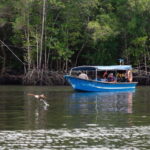 Langkawi: Kilim Geopark Mangrove Tour with Eagle Watching - A Detailed Look at the Kilim Geopark Mangrove Tour