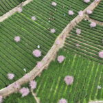 Leshan Giant Buddha day tour with tea Tasting Terrace view - FAQ