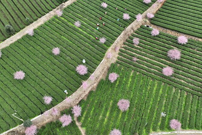 Leshan Giant Buddha day tour with tea Tasting Terrace view - FAQ