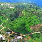 Lipton's Seat, Adisham Bungalow, Dambetenna Tea Factory Tour - Exploring Dambetenna Tea Factory: Industrial Heritage Meets Modern Day