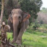 Living Green Elephant Sanctuary Experience near Bangkok & Pattaya - What the Itinerary Looks Like