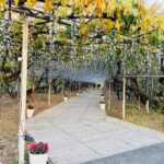 Luxury Ashikaga Flowers Park Tour With Pickup & Drop off - Who Should Consider This Tour?