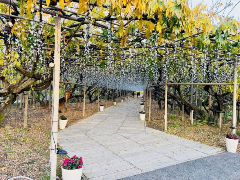 Luxury Ashikaga Flowers Park Tour With Pickup & Drop off - Who Should Consider This Tour?