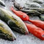 Luxury Fish Shop Tour : Exclusive Backyard Experience - What to Expect from the Fish Shop Tour