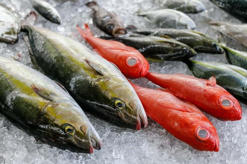 Luxury Fish Shop Tour : Exclusive Backyard Experience - What to Expect from the Fish Shop Tour