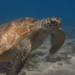 Maafushi: Discover Scuba Diving Class, First Time Experience - Considerations Before Booking