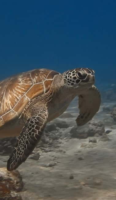 Maafushi: Discover Scuba Diving Class, First Time Experience - Considerations Before Booking