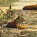 Madhya Pradesh: Kanha National Park Guided Safari Tour - Practical Details and Value