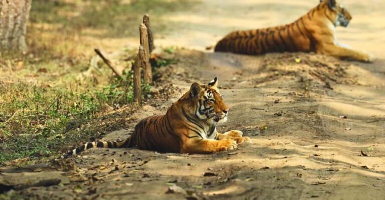 Madhya Pradesh: Kanha National Park Guided Safari Tour - Practical Details and Value