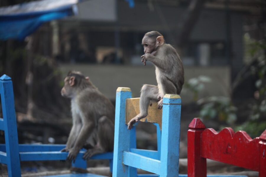 Madurai Rickshaw Ride Tour: Unveil the Hidden Gems - Who Will Love This Tour?