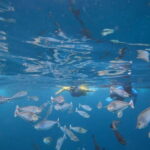 Malé: Two-Point Snorkelling Adventure - A Closer Look at the Snorkelling Spots