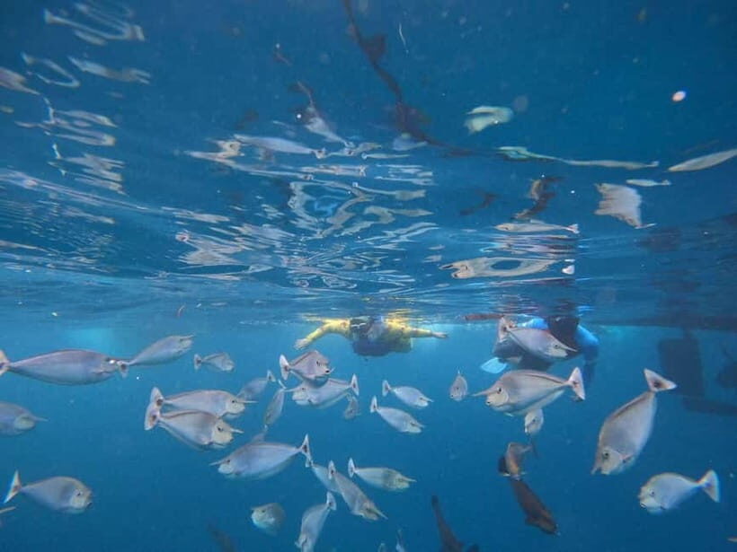 Malé: Two-Point Snorkelling Adventure - A Closer Look at the Snorkelling Spots