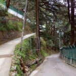 Manali Nature Walk (3 Hours Guided Trekking Experience) - Authentic and Balanced Experience