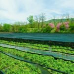 Matsumoto Everything: Castle, Miso, Wasabi, Wine & Ukiyo-e - Practicalities and Details: What You Need to Know