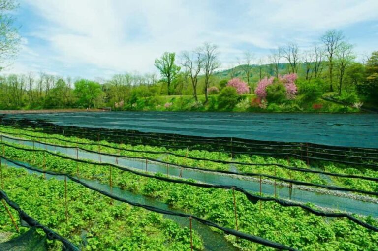 Matsumoto Everything: Castle, Miso, Wasabi, Wine & Ukiyo-e - Practicalities and Details: What You Need to Know