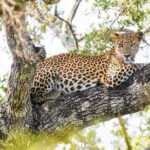 Minneriya/Kaudulla or Hurulu Eco Park Jeep Safari including Entrance Fee - Practical Details and Tips