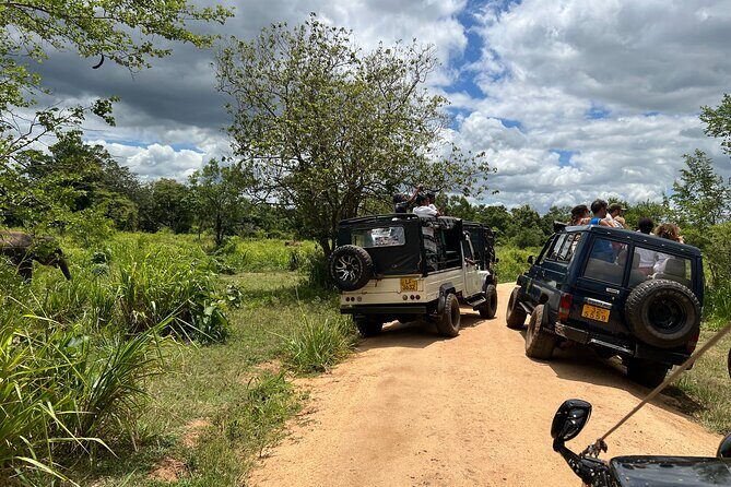 Minneriya National Park Elephant Safari Tour - An In-Depth Look at the Tour Experience