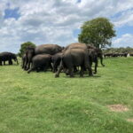 Minneriya National Park: Private 4x4 Jeep Safari - Who Should Consider This Tour?