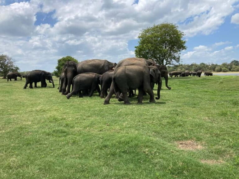 Minneriya National Park: Private 4x4 Jeep Safari - Who Should Consider This Tour?