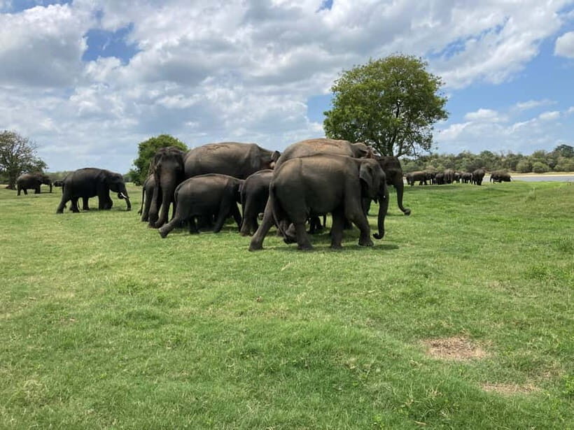 Minneriya National Park: Private 4x4 Jeep Safari - Who Should Consider This Tour?