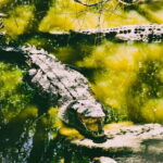 Minneriya National Park: Private 4X4 Safari From Trincomale - Why Minneriya National Park?