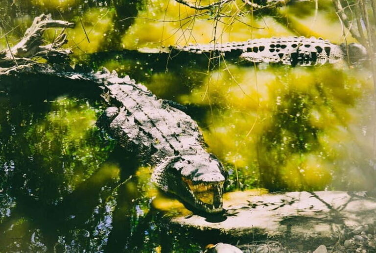 Minneriya National Park: Private 4X4 Safari From Trincomale - Why Minneriya National Park?