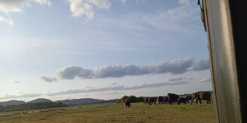 Minneriya National Park Safari - Entrance Fee Included - How the Tour Is Organized