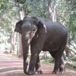 Mirissa, Weligama, Ahangama Transfer to Ella and Udawalawa Safari - An Honest Look at the Transfer and Safari Experience