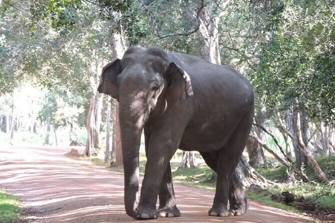 Mirissa, Weligama, Ahangama Transfer to Ella and Udawalawa Safari - An Honest Look at the Transfer and Safari Experience