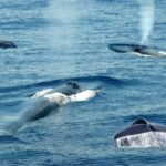 Mirissa: Whale & Dolphin Watching Trip with Private Transfer - What To Expect During the Tour