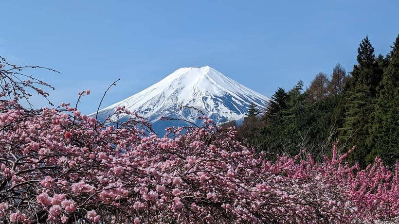 Mt. Fuji: 1-Day Private Tour from Tokyo with Certified Guide - FAQ