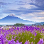 Mt. Fuji 6 Attractions Tour: Lake Kawaguchi, Oshino Hakkai - Who Would Love This Tour?