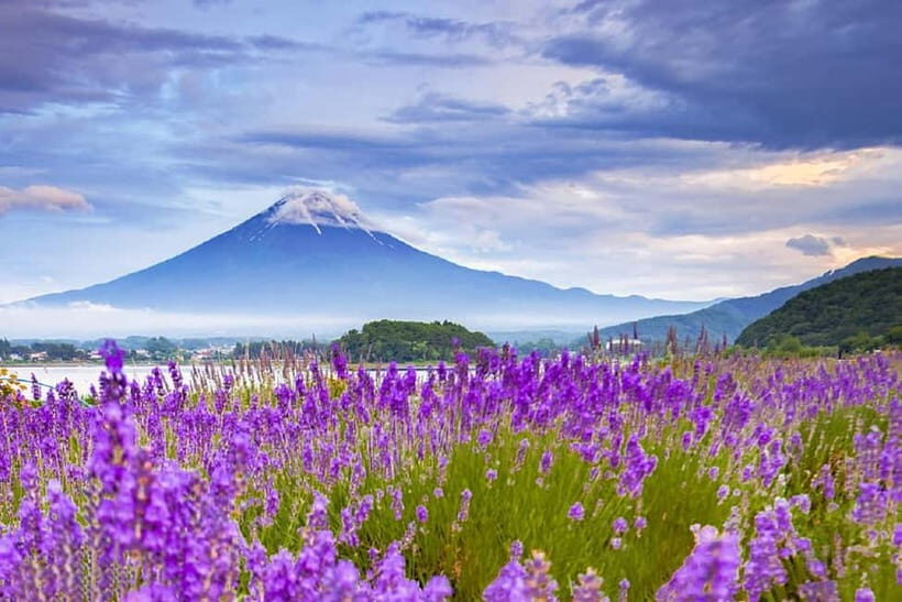 Mt. Fuji 6 Attractions Tour: Lake Kawaguchi, Oshino Hakkai - Who Would Love This Tour?
