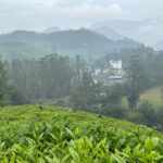 Munnar: Chokramudi Peak Full-Day Trekking Tour - The Landscapes and Scenic Highlights