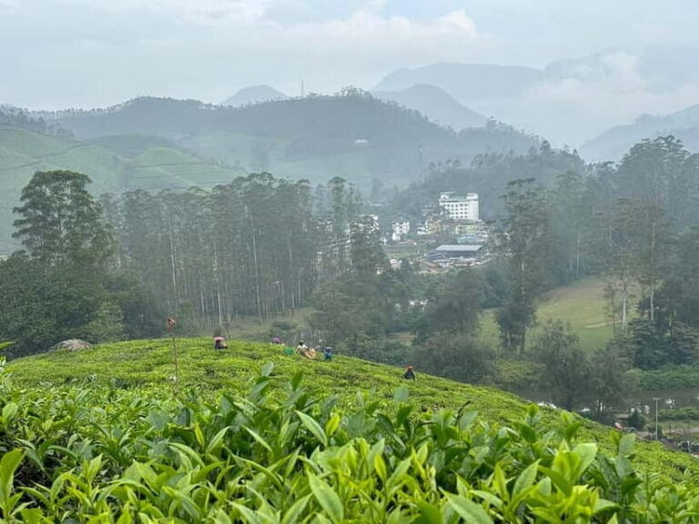 Munnar: Chokramudi Peak Full-Day Trekking Tour - The Landscapes and Scenic Highlights