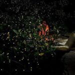 Mystical Nights: Fireflies & Blue Tears Adventure - A detailed look at the Mystical Nights tour