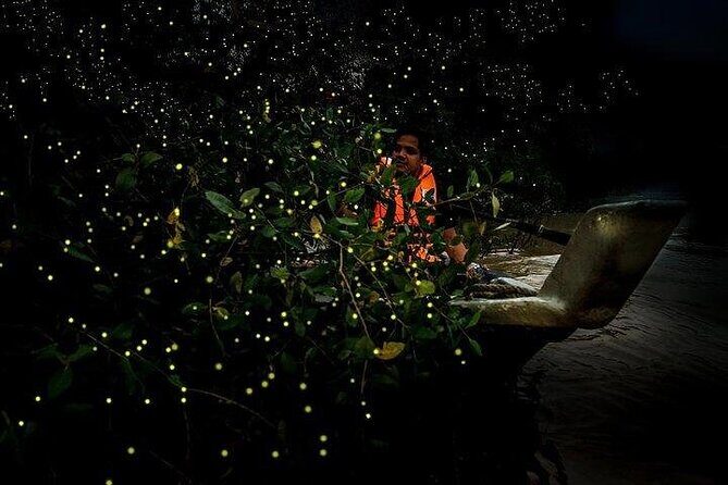 Mystical Nights: Fireflies & Blue Tears Adventure - A detailed look at the Mystical Nights tour