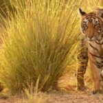 Nagpur: Pench National Park Official Safari with Transfers - Practical Details & Tips