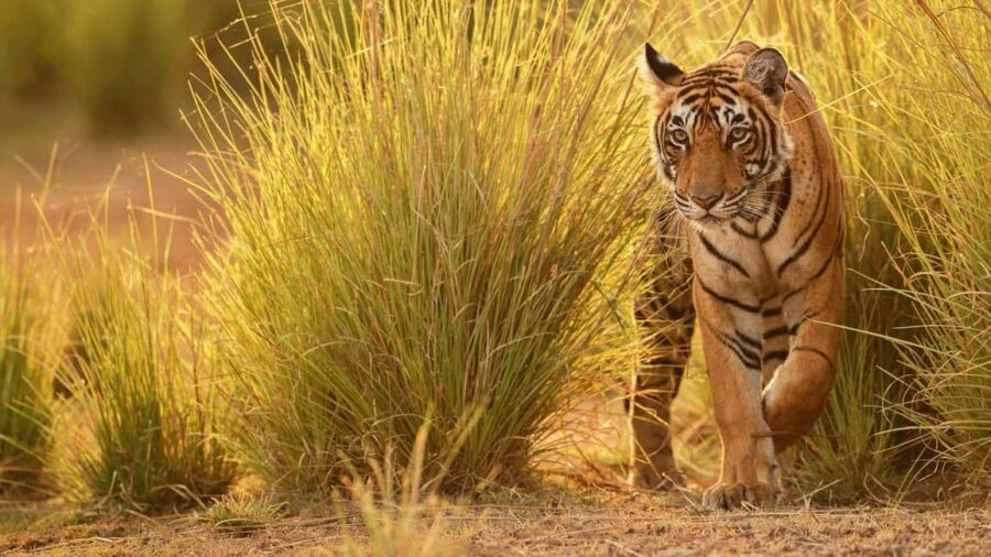 Nagpur: Pench National Park Official Safari with Transfers - Practical Details & Tips