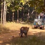 Nagpur: Pench Tiger Safari Tour with 1 Night Accommodation - Beyond the Safari: Cultural and Practical Aspects