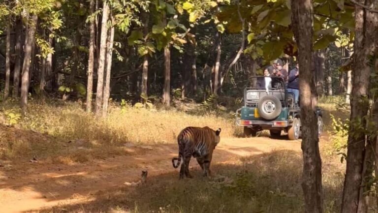 Nagpur: Pench Tiger Safari Tour with 1 Night Accommodation - Beyond the Safari: Cultural and Practical Aspects