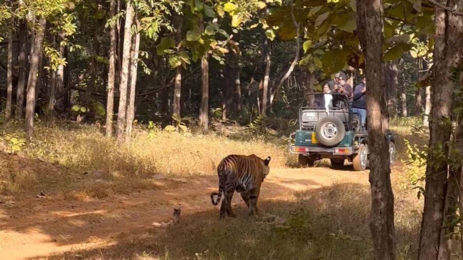 Nagpur: Pench Tiger Safari Tour with 1 Night Accommodation - Beyond the Safari: Cultural and Practical Aspects