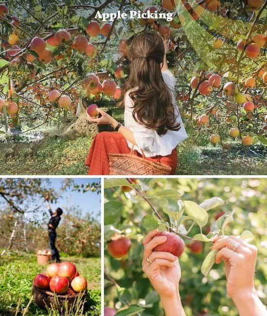 Nami Island, Apple Picking & Railbike Day Trip from Seoul - The Itinerary in Detail