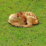 Nara: Hike Mt. Wakakusa and Encounter Wild Free-Roaming Deer - Who Will Enjoy This Tour Most?