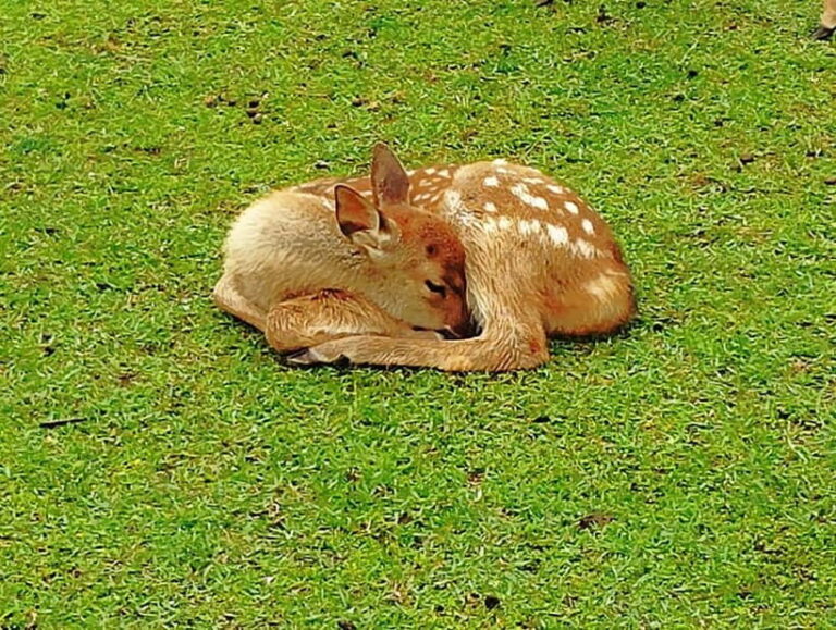 Nara: Hike Mt. Wakakusa and Encounter Wild Free-Roaming Deer - Who Will Enjoy This Tour Most?