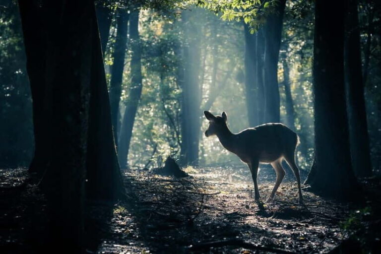 Nara: Sacred Morning Walk with Deer in the Mist - What to Bring and Know Before You Go
