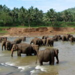 Negombo: Kandy and Pinnawala Elephant Orphanage Day Tour - What’s Included and What to Budget For