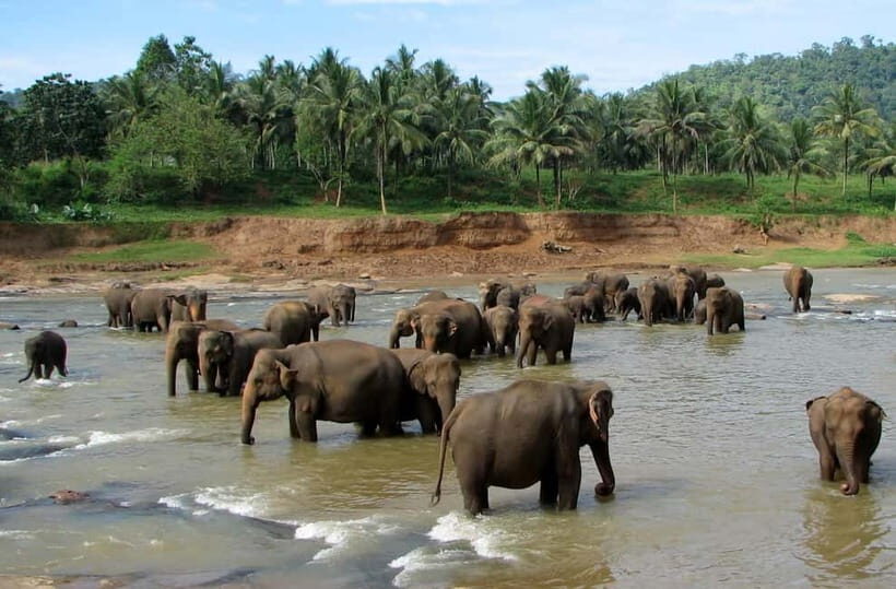 Negombo: Kandy and Pinnawala Elephant Orphanage Day Tour - What’s Included and What to Budget For